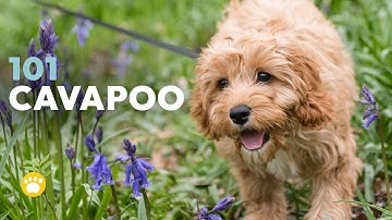 Cavapoo 101 - What to Know About This Adorable Breed