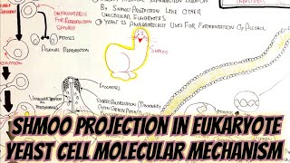 Shmoo Projection In Yeast Mechanismual Reproduction