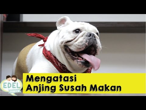 Video: Apa yang perlu dilakukan jika anjing saya terlebih makan?