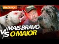 DOGO ARGENTINO E DOGUE ALEMÃO, O MAIOR CONTRA O MAIS BRAVO? | RICHARD RASMUSSEN