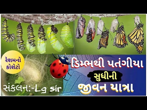 રેશમના કીડાની જીવન યાત્રા ( જીવન ચક્ર )  Silk cocoon to  pupa, caterpiller and than butterfly...