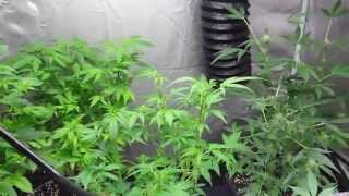 AMVgrow's Cannabis Grow Tent small Update