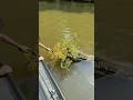 Floating log growing native plants!