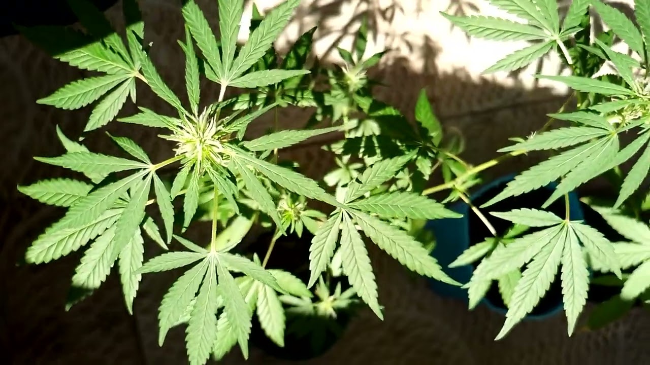 outdoor baixo custo,prenseed 🙌🤞