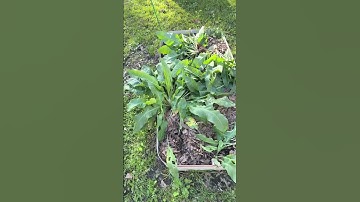 A Good Weed | Curly Dock | shorts