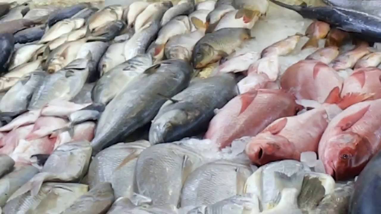 Biggest fish market in Riyadh Saudi Arabia YouTube
