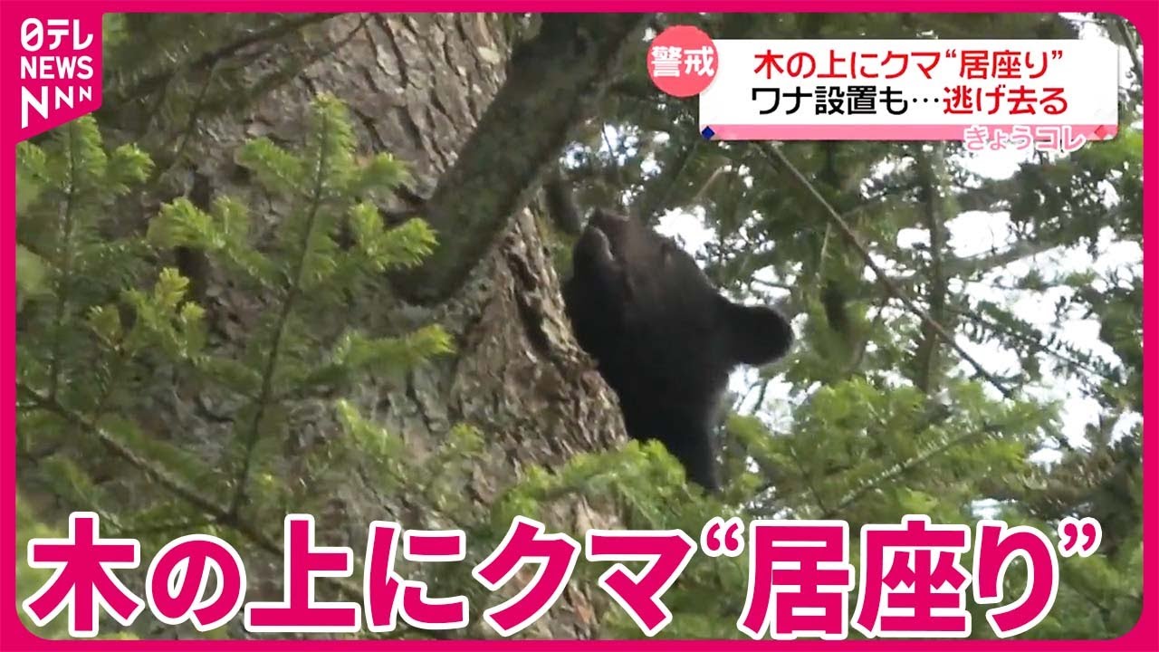 クマ】声をあげ…木の上に“居座り” ワナ設置も逃げ去る 秋田・仙北市