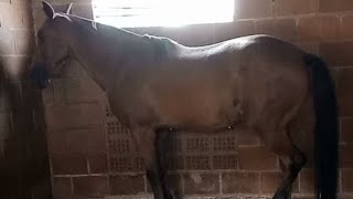Excellent Horse Donkey Meeting Treatment First Time