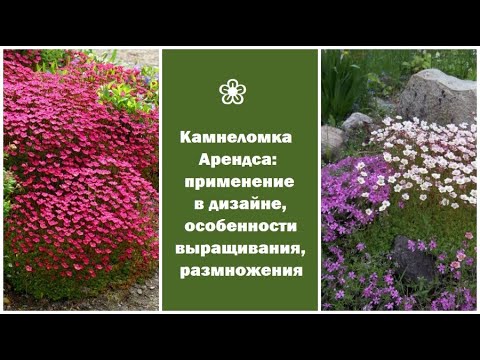 Камнеломка Арендса: применение в дизайне, в народной медицине, особенности выращивания и размножения