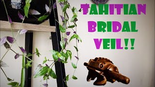 Tbv Doesn T Need Any Rooting Hormone Propagation Care Tips Youtube Tbv Doesn T Need Any Rooting Hormone Propagation Care Tips Youtube