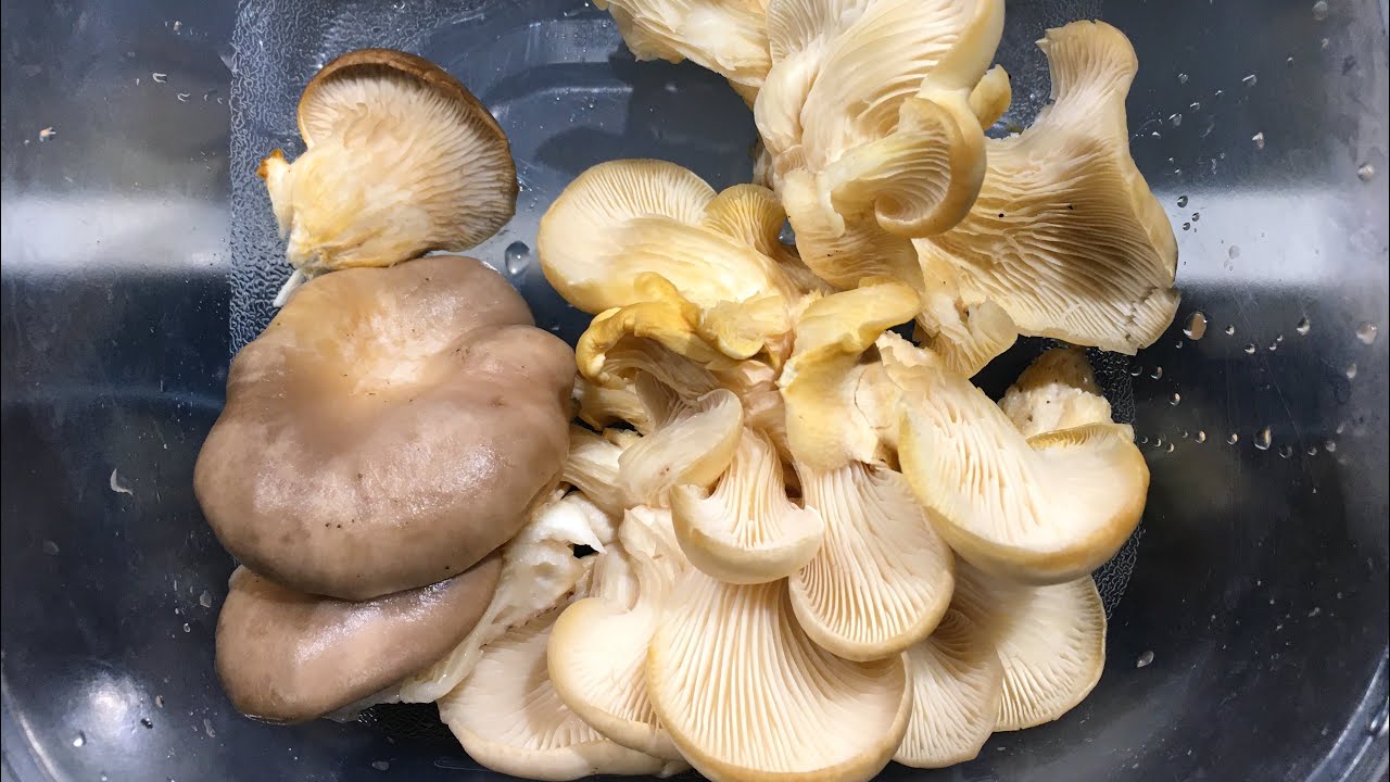 Snow Oyster Mushroom fights colon and breast cancer. YouTube