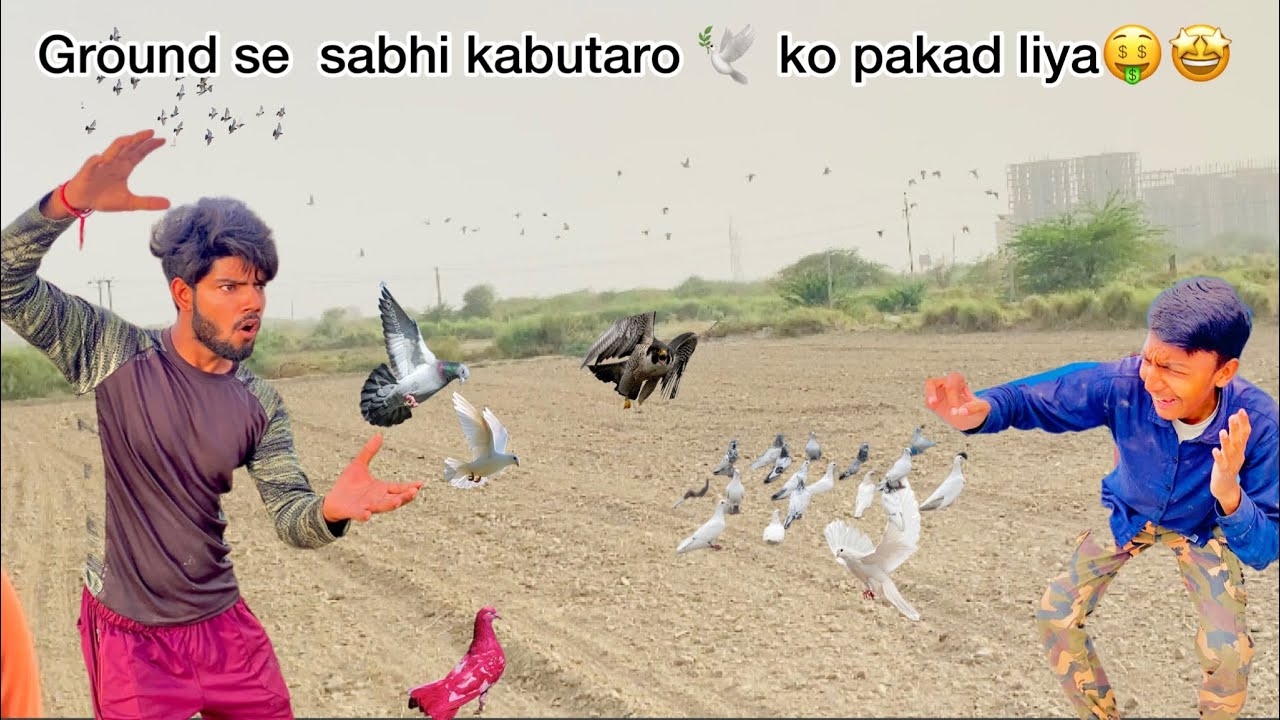 Ground me baithe colourful kabutaro🕊️ ko new pigeon house 🏡 me shipt kar diya🤑🤗