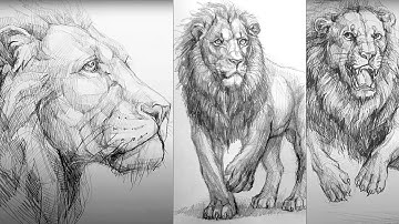 How to Draw a Realistic Lion 🦁 | Step-by-Step Pencil Drawing for Beginners
