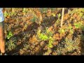 Bourgogne wineblog  chassagnemontrachet au domaine bouardbonnefoy