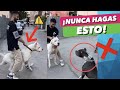 ¿POR QUÉ los PERROS se PELEAN? ¡CUIDADO! ⚠️ ► NOSOTROS LOS MOTIVAMOS... 🤯