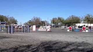 Famous Taylor Stier & Performance Colorado Ocala FL 2014 Profile