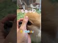 横からのフレームインが可愛すぎる🥰 #pomeranian #ポメラニアン #きなこ #小型犬 #dog #あごのせ #芸 #कुत्ता #विभिन्न