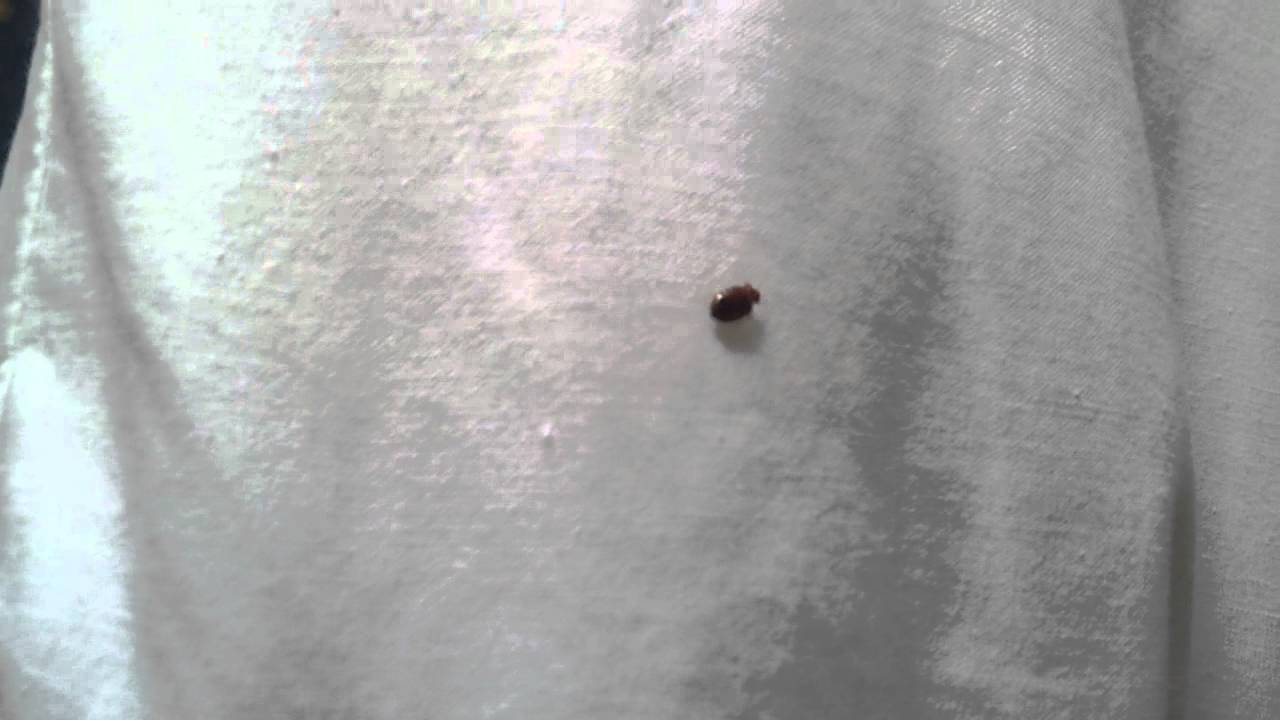 Клоп постельный Израиль. ЭкоМир 058-5858-338 - YouTube