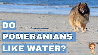 Wet & Wild Pomeranians: Exploring Their Relationship with Water