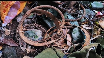 Bẫy heo rừng bằng cạm kiềng cỡ lớn, phát hiện dấu heo rừng về cực nhiều