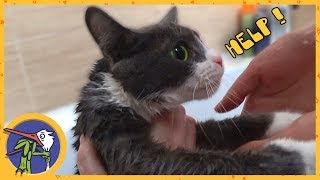 We are washing the saved cat Musya. How to persuade parents to hsve a pet (cat, dog, hamster)