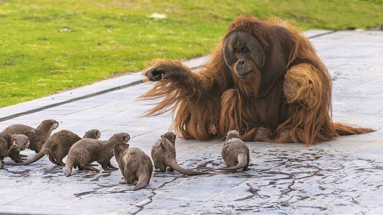 You Will Die Laughing At These FUNNY Animal 🤣 Funniest Animals Video 2025