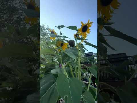 Morning Glory! Sunflowers 🤪 July 23, 2026