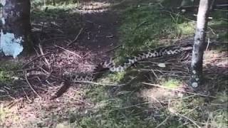 Video of Eastern Foxsnake (Pine) recorded at Treehaven UWSP