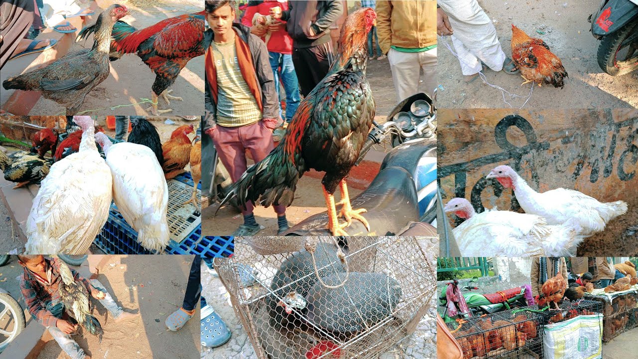😱Only For Aseel Murga lovers|| All Murga Mandi✓ And🔥 (Turkey Birds)🔥 Lucknow Nimbu Park