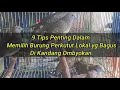 Wajib Tahu, Tips Memilih Burung Perkutut Lokal Bersuara Besar Di Kandang Ombyokan