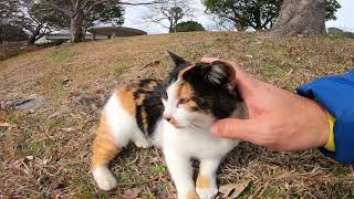 芝生で寝ていた三毛猫を撫で撫でしてみたら懐いてきた