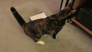 Aki gets a puffy tail from scanner