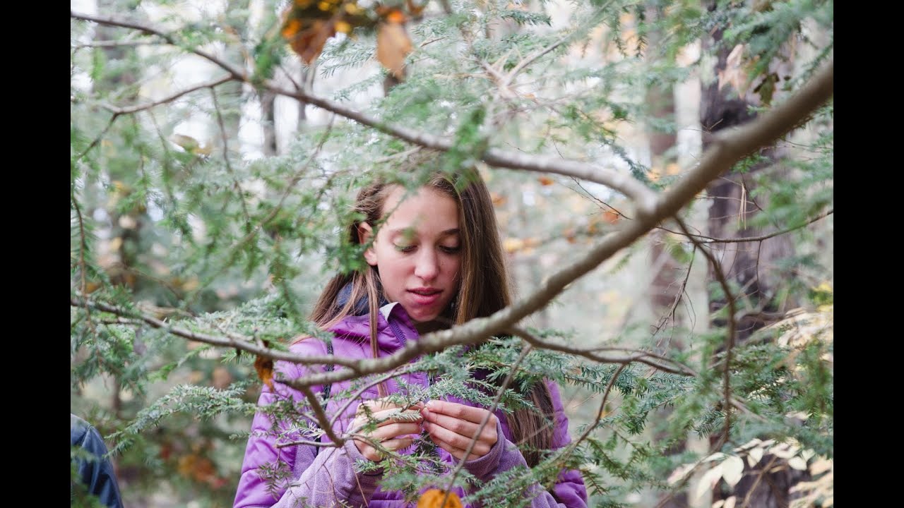 Nature Nuggets Nature Nugget 18 Transpiration Experiment YouTube