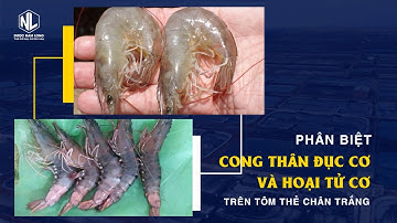 Phân biệt Cong thân đục cơ và Hoại tử cơ trên Tôm thẻ chân trắng