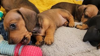 Mischief in the puppy play pen | Mini Dachshund Puppies