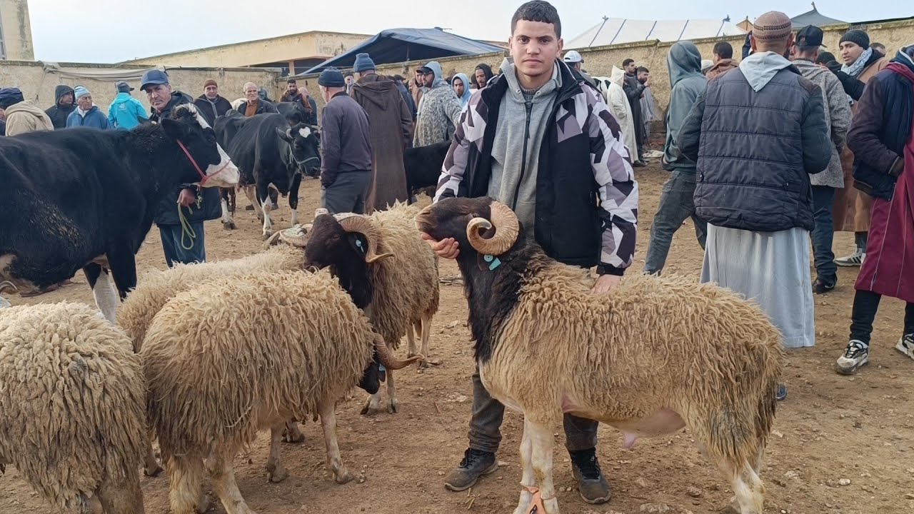 مباشرة من الخميس تاوجطات 12/2/2026 أثمنة الخروف الكسابي والحولي والنعجة والخروفة والماعز فرجة ممتعة 