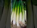 vegetable🥦🌿🌱🥬#vegetables #food #youtubeshorts #shortvideo #shorts ❤️👍