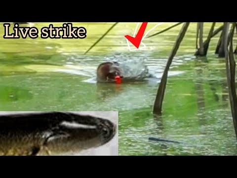 snake head fishing// Snake head fishing tamil // varal fishing// murrel ...