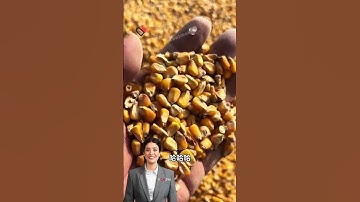 #fcnfm Uniform Heat Distribution: How Our Grain Dryer Ensures Quality in Every Grain Type