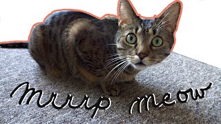 Mrrrp mrrp ... Meow by Jonasek The Cat 13,458 views 2 years ago 11 seconds