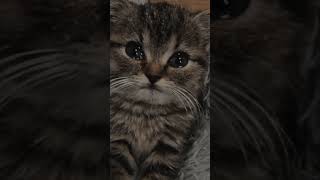 قطه زعلانه تبكي 😢#حزينة  #قطط