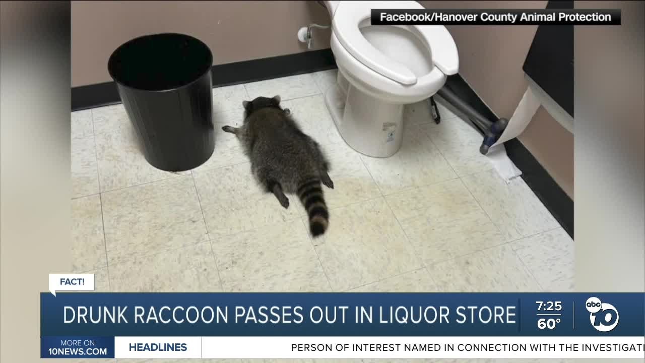 Fact or Fiction: Drunk raccoon passes out in liquor store bathroom ...