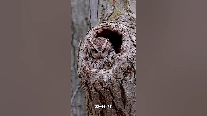 Mind-Blowing Animal Camouflage! 🦎🔥 #Wildlife #Camouflage #Nature thumbnail