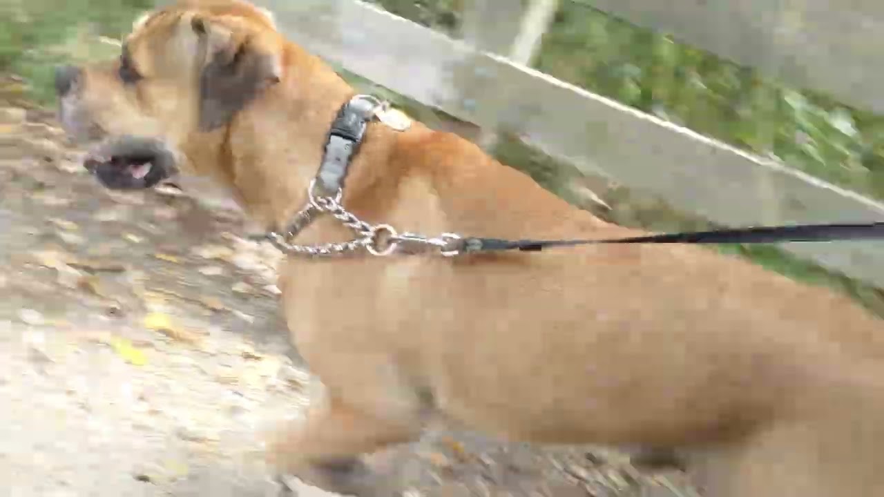 🐕‍🦺🚶‍♂️Mill Creek Trail with Hercules 🏞️🦆