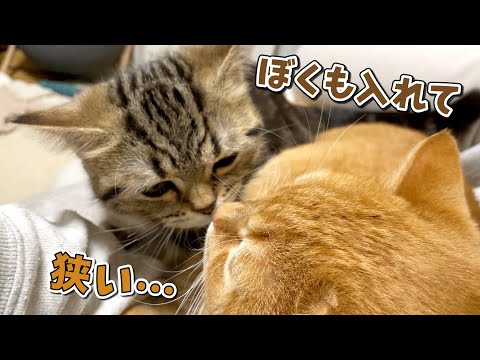 愛猫と添い寝しようとしたら子猫も割り込んできてぎゅうぎゅう詰め！