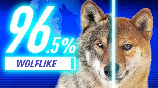 【DNA解析で判明！】狼に近い犬種ランキング