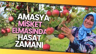 2 Bin Yıldır Yetiştirilen Amasya Misket Elmasının Hasadı Başladı