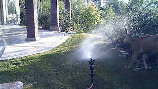 Scare Enforcer – Motion-Activated Sprinkler Halloween Sale by Orbit Lawn Garden Life 3,789 views 2 years ago 50 seconds