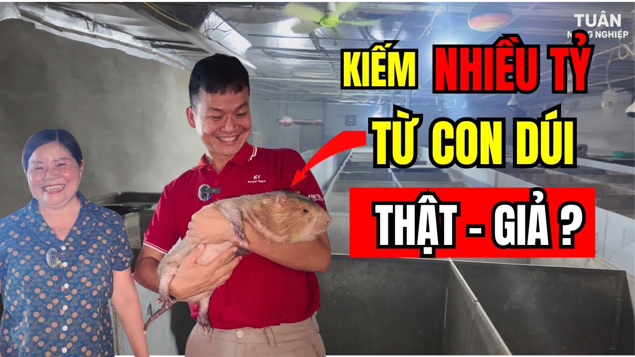 Người Phụ Nữ Ở Vùng Quê Thanh Hoá Kiếm Nhiều TỶ/NĂM Từ Con DÚI - Sự Thật Hay Chỉ Là Chiêu Trò ?