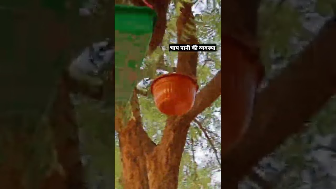 arrenge water for birds in summer 😇👍 